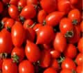 Pomodori